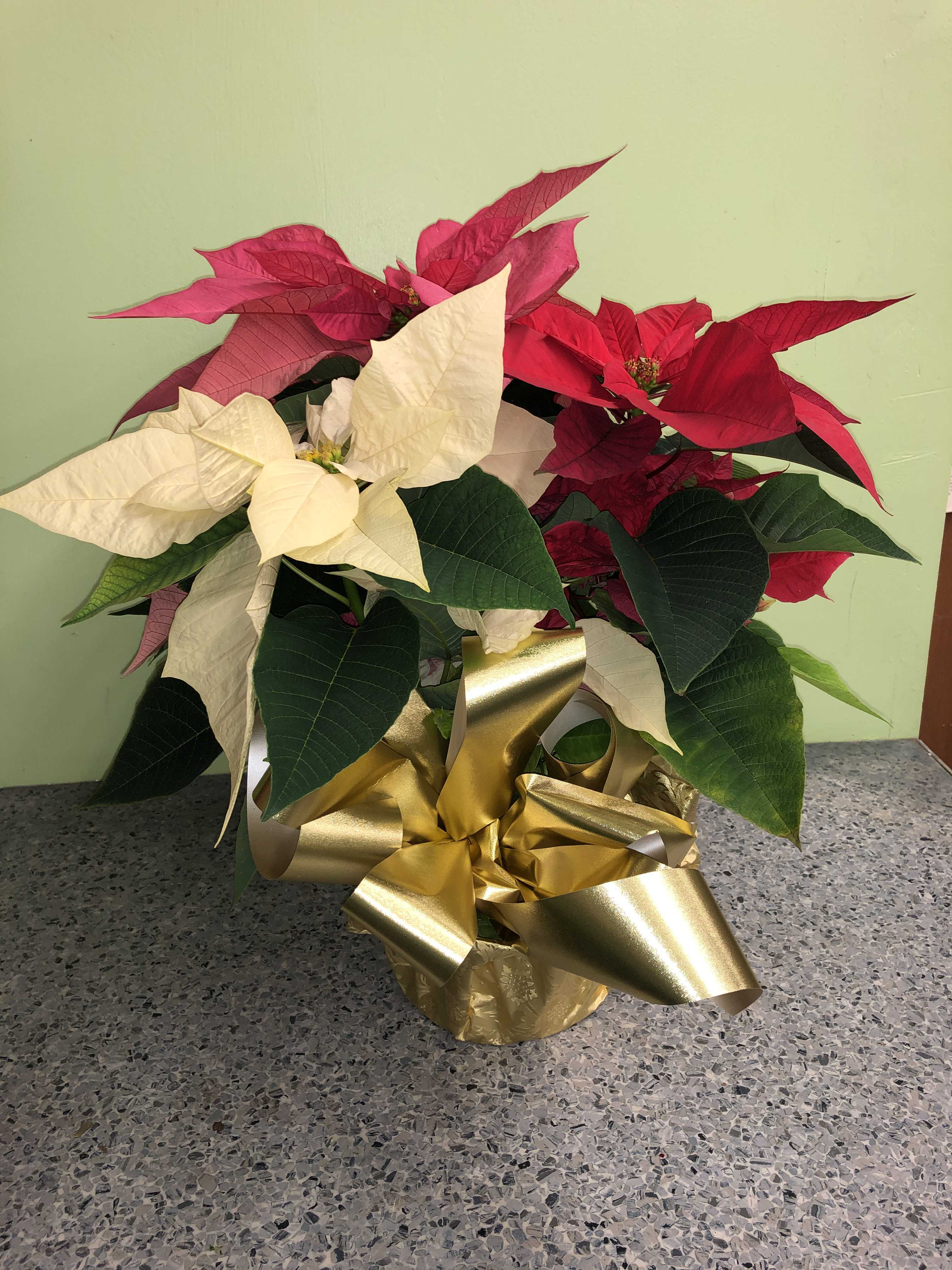 Watertown Flowers Florists Watertown SD Flowers Watertown 57201