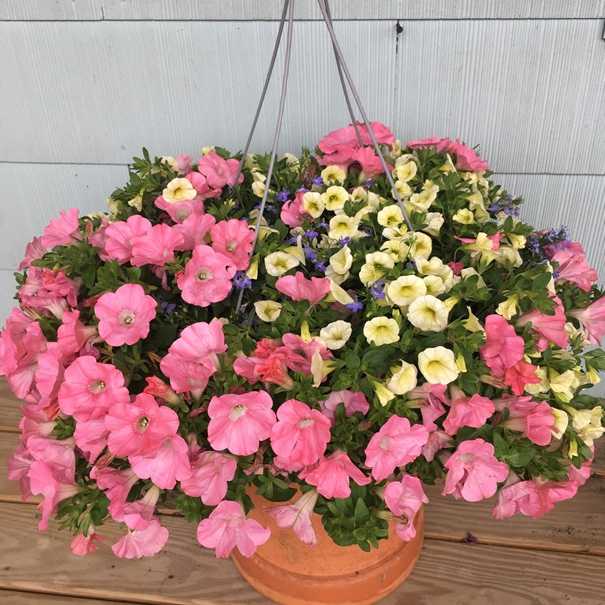 Wildflowers Florist Shopping